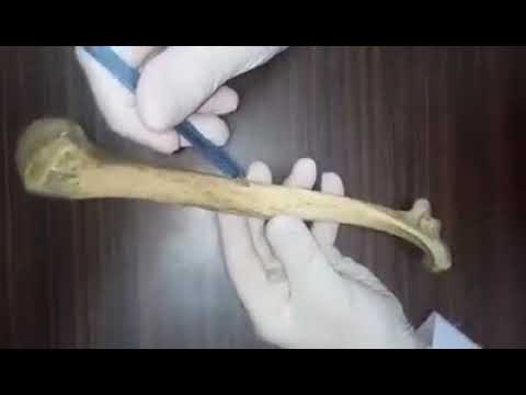 მხრის ძვალი  oss humerus sdasu