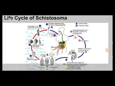 محاضرة (19) طفيلي المسبب لمرض البلهارزيا انواعه ودوره الحياه الاعراض وطرق التشخيص والعلاج