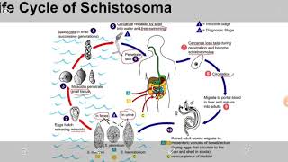 محاضرة (19) طفيلي المسبب لمرض البلهارزيا انواعه ودوره الحياه الاعراض وطرق التشخيص والعلاج