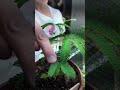 Grow Sensitive Plant from Seed!