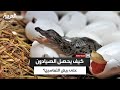 يراقبون التمساح حتى يفارقه ليسرقوه نقيب صيادي أسوان يكشف عن كيفية حصول الصيادين على بيض التماسيح 