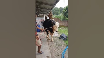 Sapi lucu, Sapi jumbo, Sapi moo, Sapi qurban #shorts #sapi #cow #viral