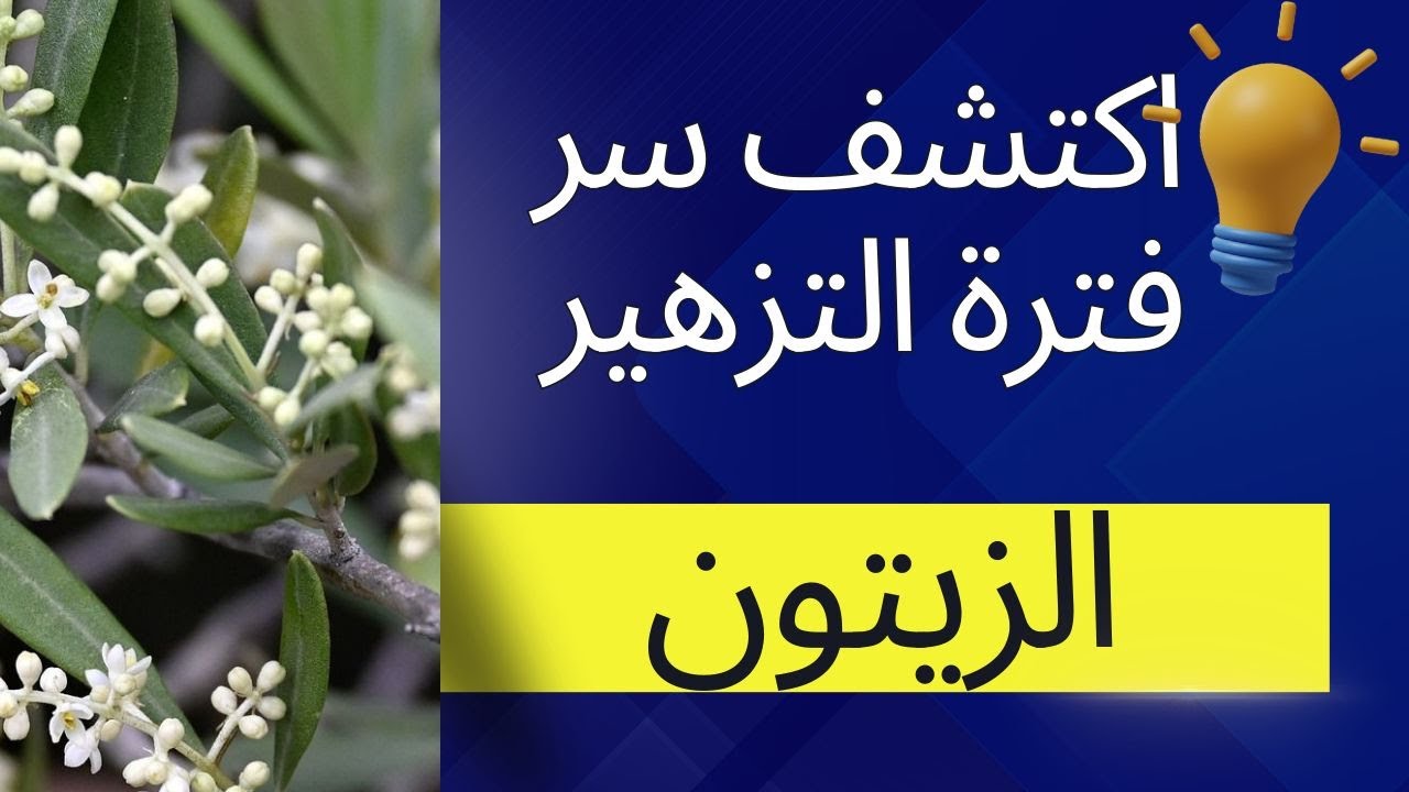 فترة تزهير الزيتون: أسرار النجاح وزيادة الإنتاج بالتفصيل ! 🫒 🌿 .....@JannatAlZaytoun