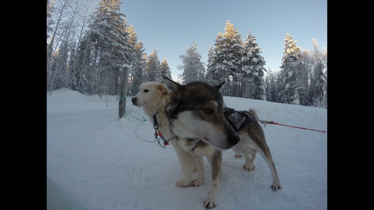 Husky Ride in Finland, Ruka
