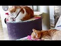 子猫と先住猫　可愛い成長の様子を楽しむの巻き 後編