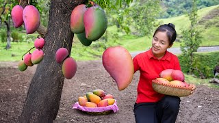 Harvesting ORANGE MANGO goes to market sell