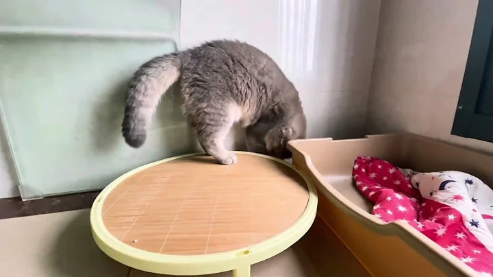 Video 11558421: british hair cat, british blue cat, gold british