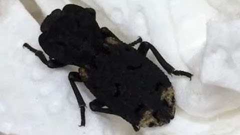 Unboxing from @bugsincyberspace !