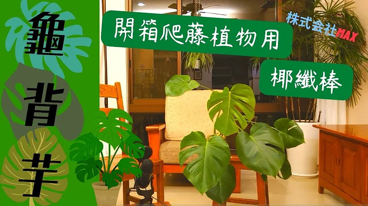 龟背芋 | 歪了，就不可爱囉~ | 开箱爬藤植物用的椰纤棒，好用吗? – 株式会社Max - 天天要闻
