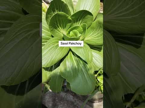 Sawi Pakchoy Abgarden Gardening 
