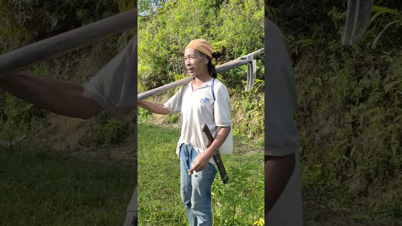 Rokok asli masyarakat pedalaman dari tembakau asli dilinting dgn daun jagung 