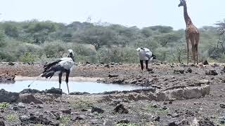 Beautiful Secretary Birds | Ranger Insights by Explore Africa 1,276 views 1 year ago 2 minutes, 56 seconds