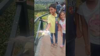 #feeding birds#eco park#birds #nature#ytshorts #@lavish-voyager
