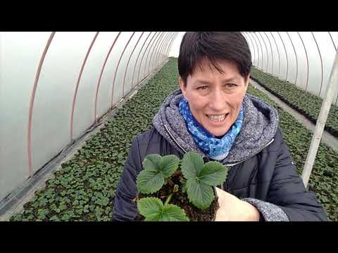 Wideo: Wszystko O Odmianach Truskawek Ogrodowych (truskawek) Azja - Opis, Sadzenie, Pielęgnacja I Inne Niuanse + Zdjęcie
