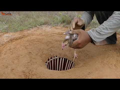 Video: Tulkini Qanday Tuzoqqa Olish Kerak