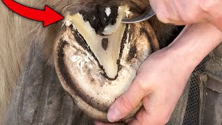 Helping Deep Infection In Horse Hoof (Hoof Restoration)