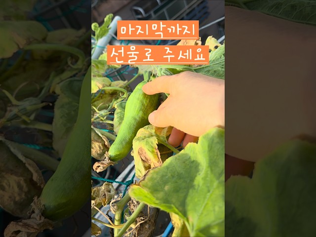 마지막 애호박입니다 #소소한행복 #옥상텃밭 #애호박