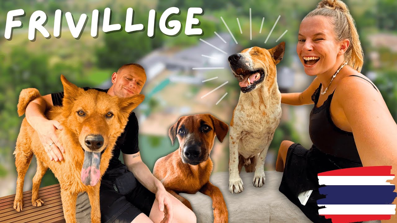 Frivillige på hunde internat i Thailand