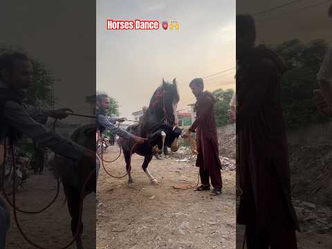 Horses Dance Pakistan 🙌 | Ghora Dance At RawalPindi 👍 |🐴🇵🇰 #horse #horsedance #viralshorts #pakistan