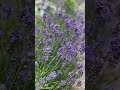 English lavender 典雅英國薰衣草/ 狹葉薰衣草花語:等待愛情、純淨與寧靜#lavender #flowers #foryou #blossoms #flowerspotting