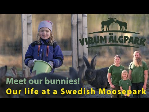 Life at a Swedish Moosepark..meet our bunnies!