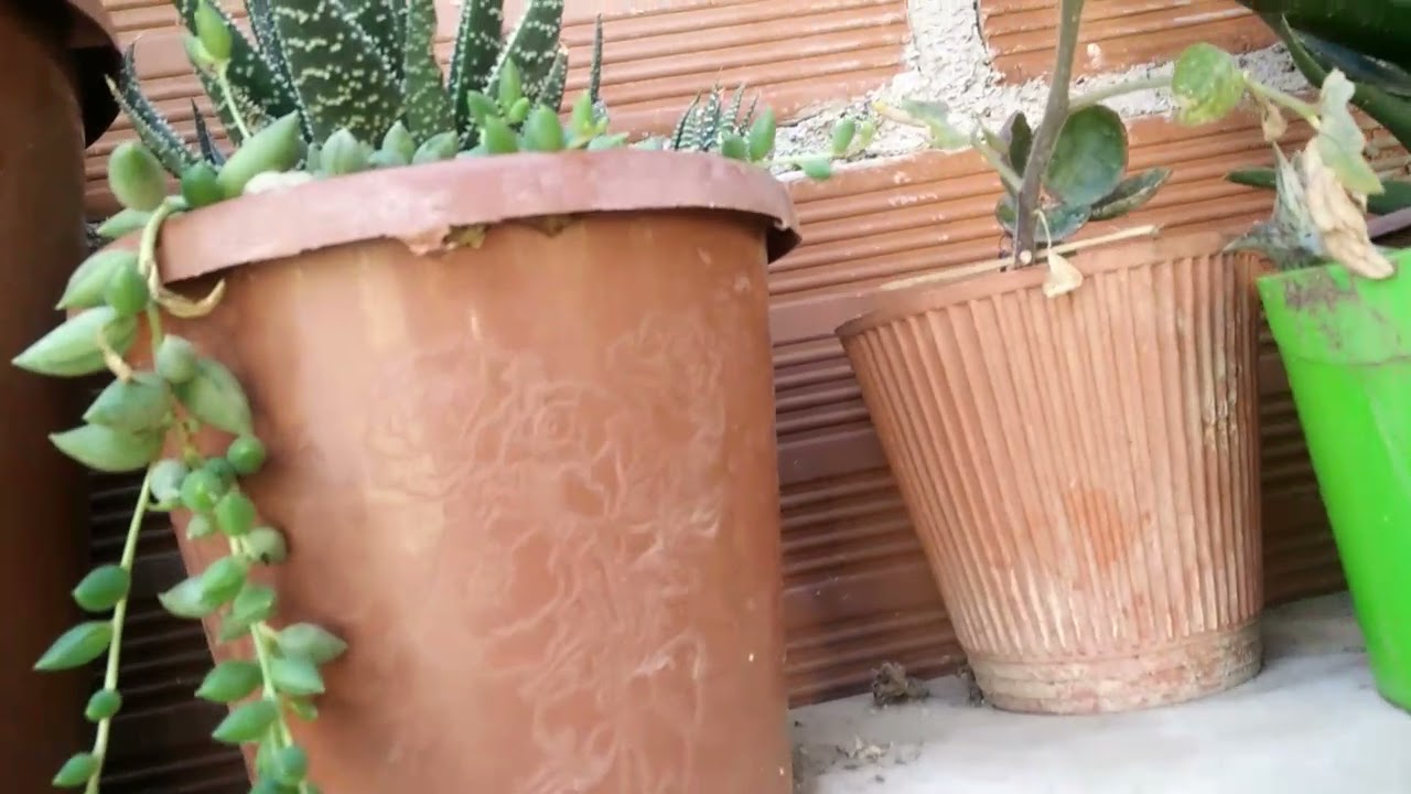 قالولي اعلاش ماتقلقيش قلتلهم ارواحو تشوفو السر في سطح بيتي