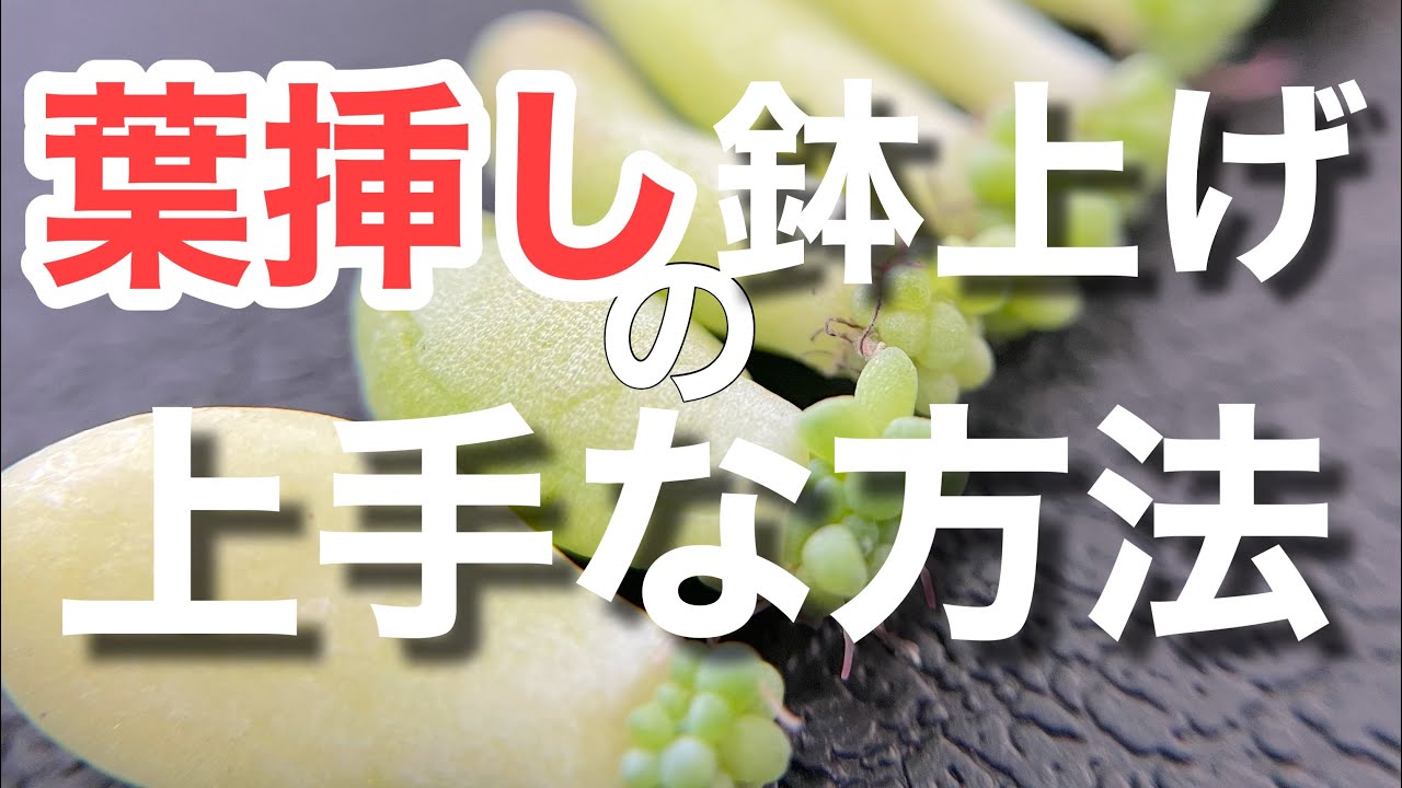 【多肉植物】葉挿しの鉢上げタイミングと鉢上げの意味　適度な大きさで植え替えしよう＃多肉＃多肉植物＃多肉の育て方