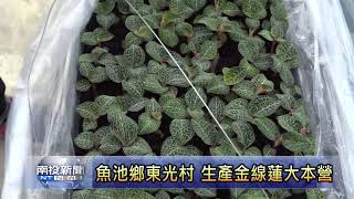 南投新聞魚池東光特色產業金線蓮 