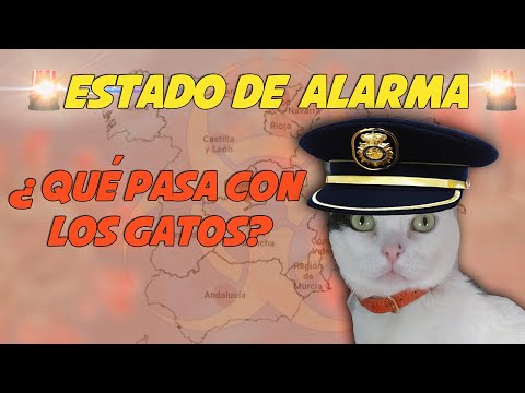 🚨¿Qué pasa con los GATOS? 🐱🤔 | Estado de Alarma 📢🧻🚨