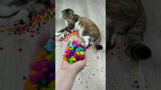 Cat Barsik 🔴🐱❤ Beads Marbles Satisfying Reverse video ASMR