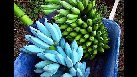 Những giống chuối độc và lạ nhất thế giới