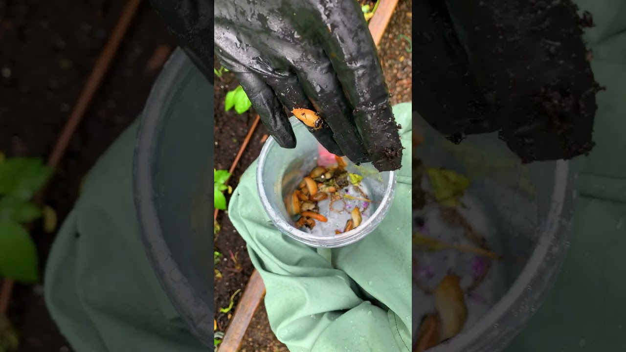The best time and most effective way to remove slugs from your garden