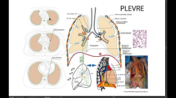 C'est quoi la plèvre ?