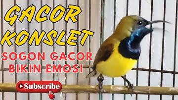 MASTERAN SOGON GACOR PENJEBOL EMOSI SOGON MACET BUNYI TUNGGU 1 MENIT PASTI SOGON RESPON ! #PART 218