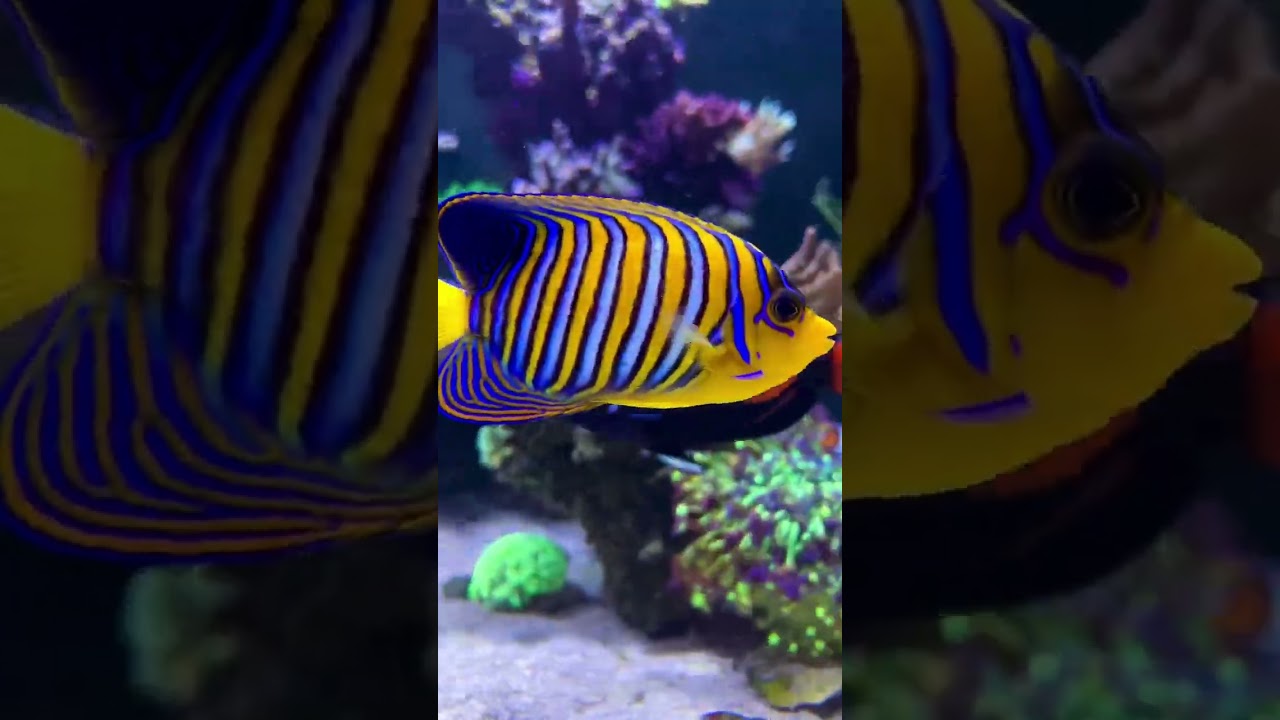 Regal angel looking FINE❗️