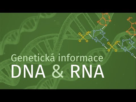 Video: Jak je genetická informace kódována v DNA?