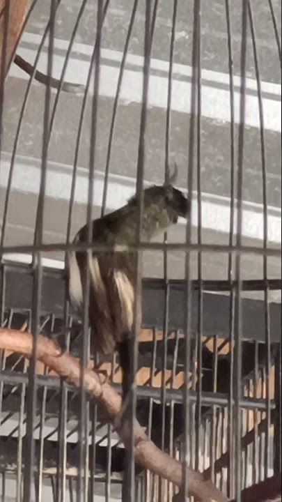 Kolibri merak ngobra speed rapet !!!