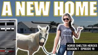 A New Home! Resident Horses Arrive at the New Ocala Welfare Center I Horse Shelter Heroes - S7 E19