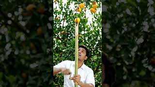 Gaon Ke Bhai Ne Bana Di Fruit Picking Machine 😱🍎 | Desi Jugaad Ka Kamaal 🔥