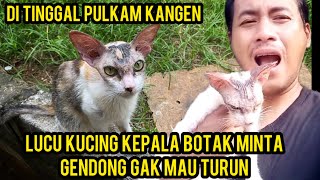 Kucing Ini Kangen Banget Di Tinggal Pulkam Minta Gendong Gak Mau Turun..!