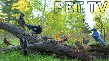 Cat TV • Dog TV - A Beautiful Day With Birds & Squirrels 🐿️ Relaxing Nature for Pets & People