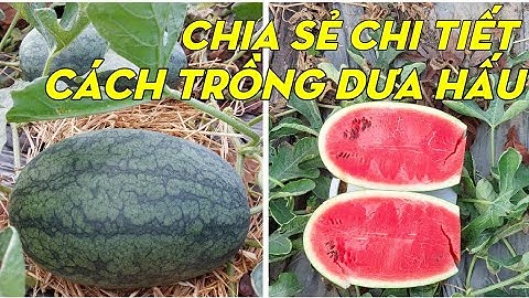 Cách Trồng Dưa Hấu Từ Lúc Gieo Hạt Đến Thu Hoạch | Phan Đức #138
