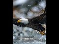 El Águila Si te mira así… ya es demasiado tarde 🦅