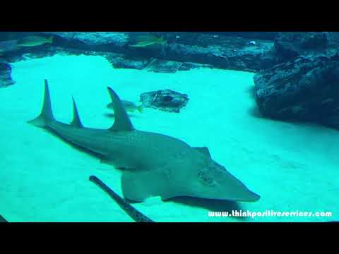 ATLANTIS THE PALM THE LOST CHAMBERS AQUARIUM DUBAI UAE