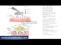 Biology form 5  topic of coordination