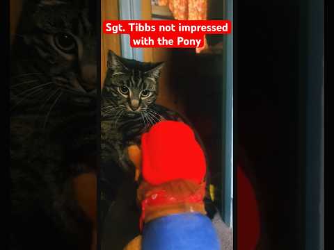 Sgt Tibbs Appears Confused At The New Character Entering His Domain Catshorts Catlovers