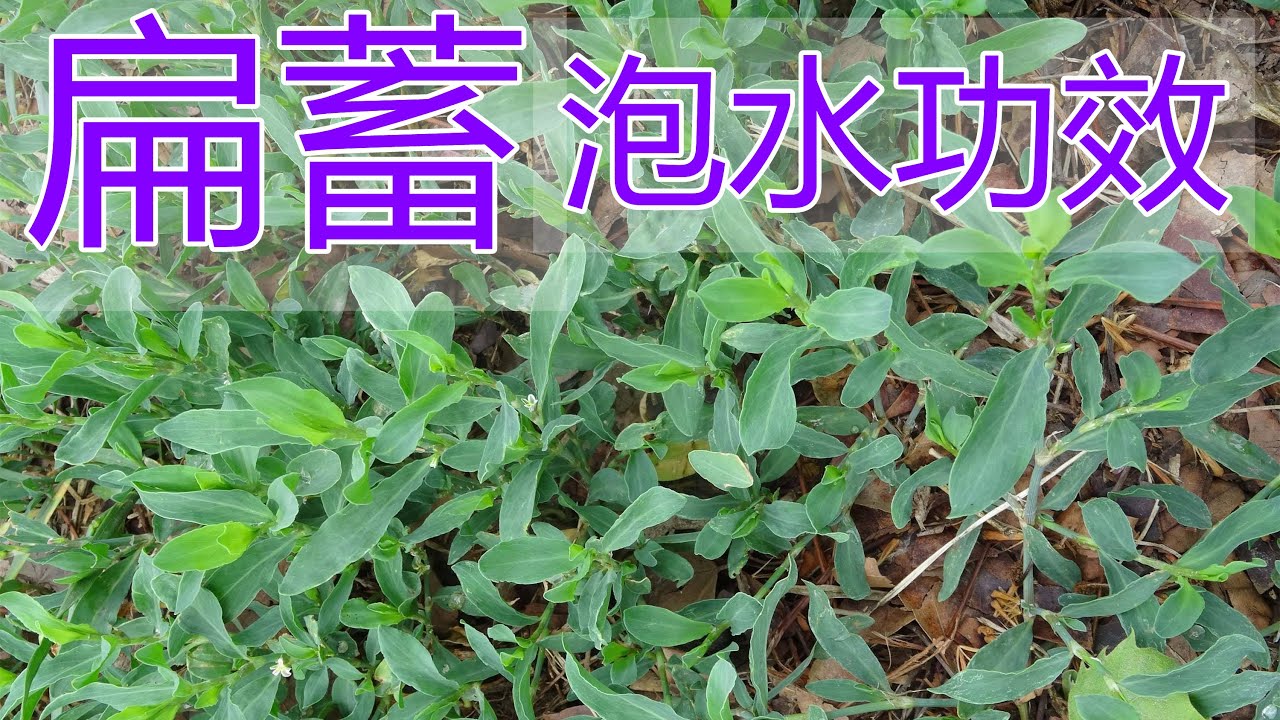 扁蓄的功效和作用,扁蓄泡水喝的功效,扁蓄食用禁忌 - YouTube