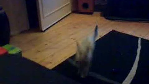 Video 3199001: snow spotted bengal, eyed bengal, blue bengal