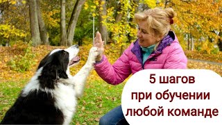 5 шагов при обучении любой команде. Дрессировка собак