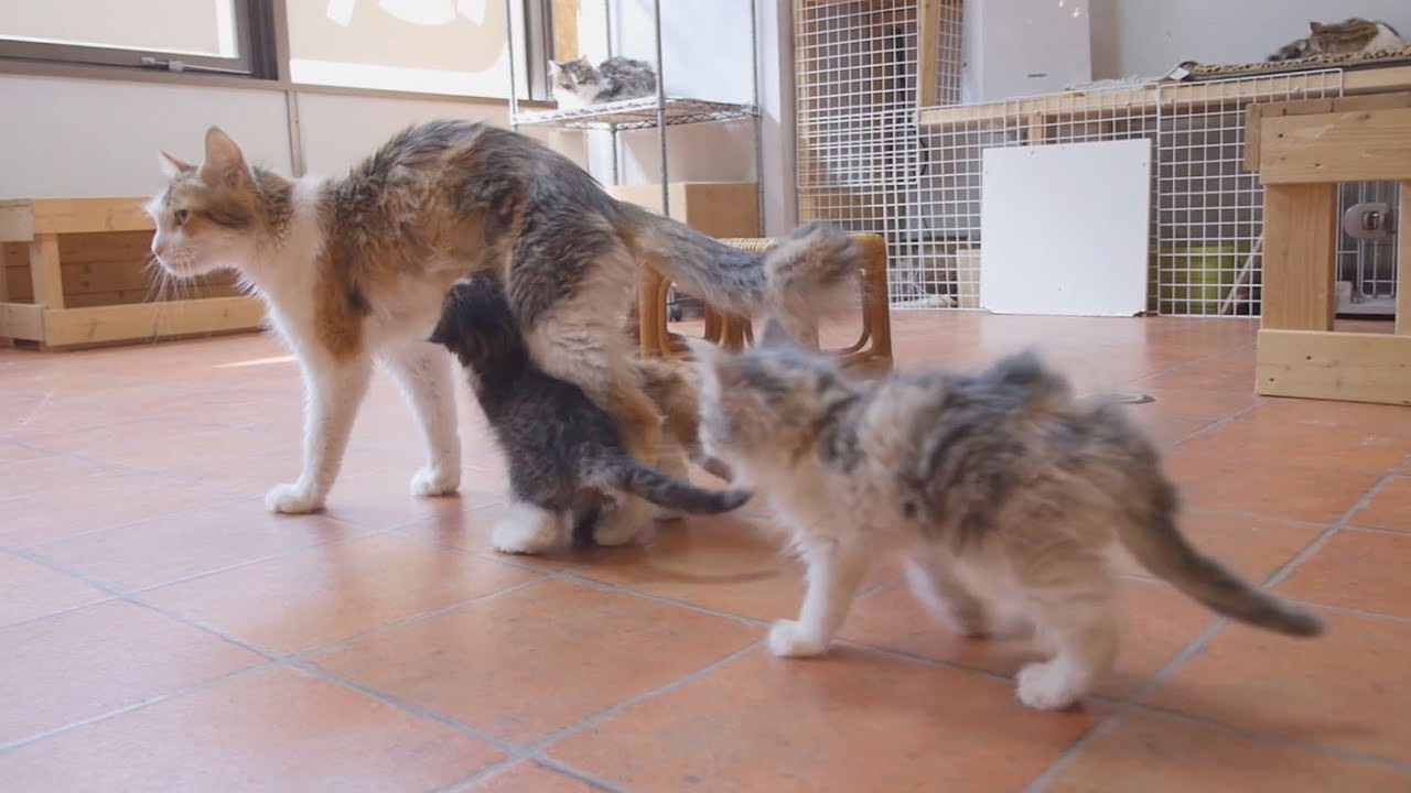 милости твоей Cats who chase mother cats at lactation time, 2 months after birth